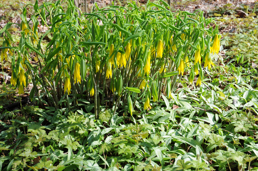 largeflower bellwort